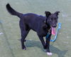adoptable Dog in martinez, CA named LYRA