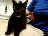 adoptable Cat in Martinez, CA named A1035839
