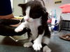 adoptable Cat in  named A1035840
