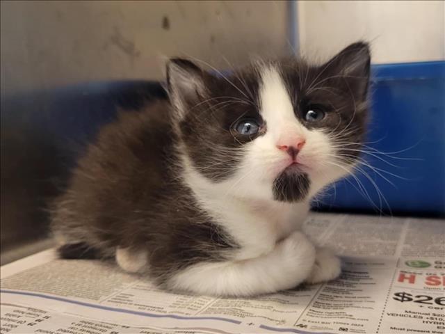 adoptable Cat in Martinez, CA named A1035841