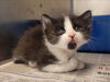 adoptable Cat in  named A1035841