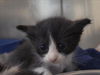 adoptable Cat in  named A1035842