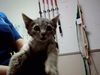 adoptable Cat in martinez, CA named A1036044