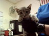 adoptable Cat in martinez, CA named A1036045