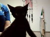 adoptable Cat in martinez, CA named A1036047