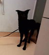 adoptable Dog in martinez, CA named PIGMENT