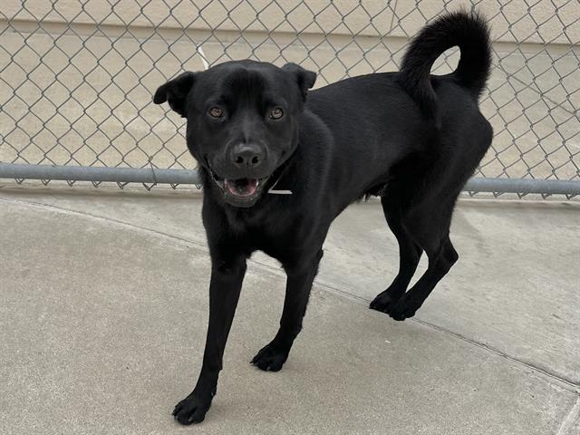 adoptable Dog in Martinez, CA named PIGMENT