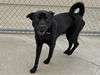 adoptable Dog in Martinez, CA named PIGMENT
