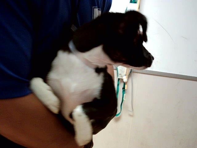 adoptable Dog in Martinez, CA named PENGUIN