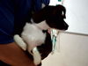 adoptable Dog in  named PENGUIN
