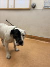 adoptable Dog in martinez, CA named JERSEY