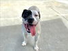 adoptable Dog in Martinez, CA named JERSEY