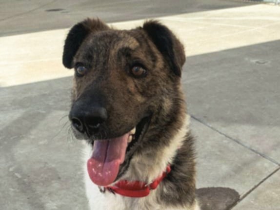 adoptable Dog in Martinez, CA named PRIMO