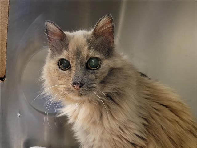 adoptable Cat in Martinez, CA named A1035342