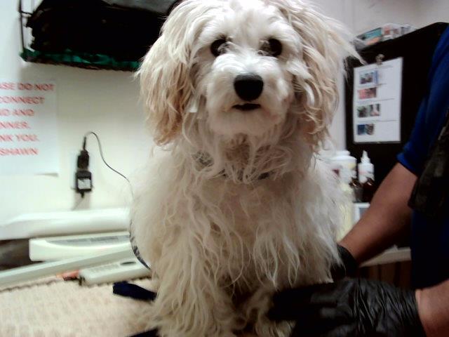 adoptable Dog in Martinez, CA named DUNCAN