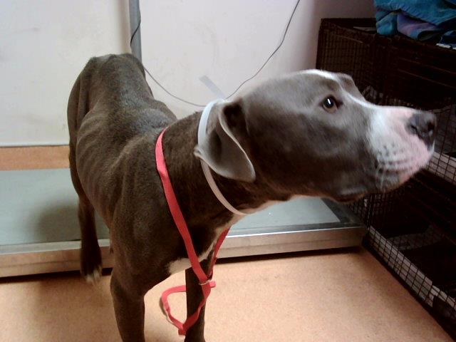 adoptable Dog in Martinez, CA named LUNA