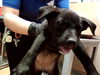 adoptable Dog in martinez, CA named CROWN