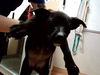 adoptable Dog in martinez, CA named HARPER