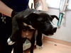 adoptable Dog in martinez, CA named SADIE