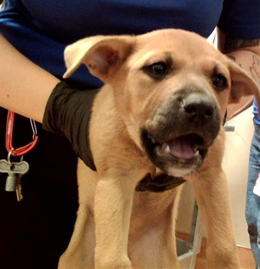 adoptable Dog in Martinez, CA named AUTUMN