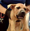adoptable Dog in martinez, CA named AUTUMN