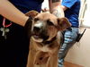 adoptable Dog in martinez, CA named THEO