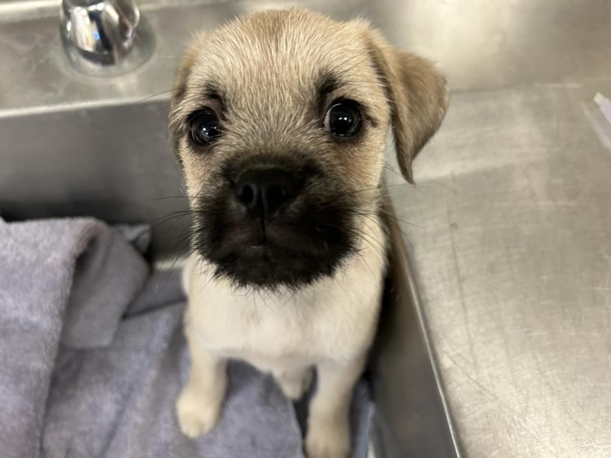 adoptable Dog in Martinez, CA named SNEAKERS