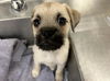 adoptable Dog in  named SNEAKERS