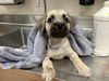 adoptable Dog in martinez, CA named COCONUT