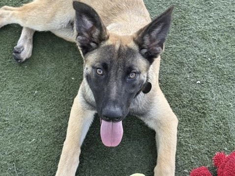 adoptable Dog in Martinez, CA named CHIPPY