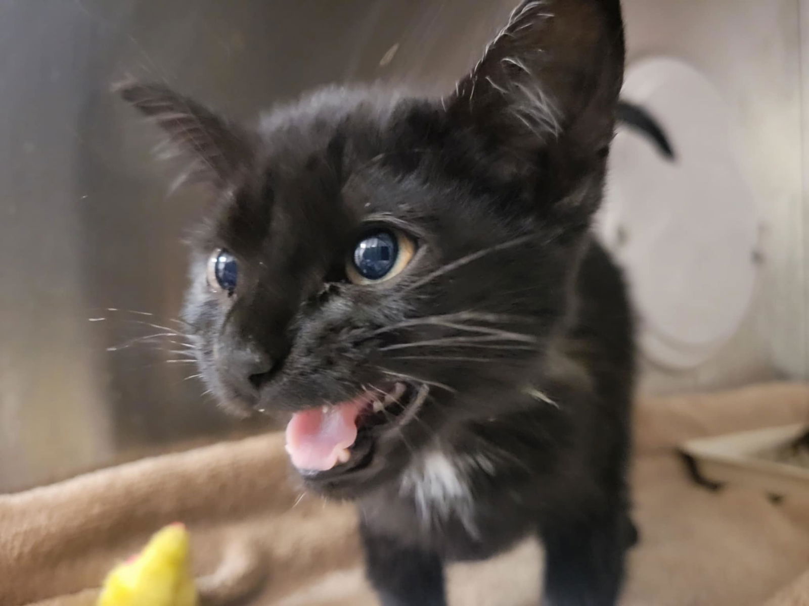 adoptable Cat in Martinez, CA named ELPHABA