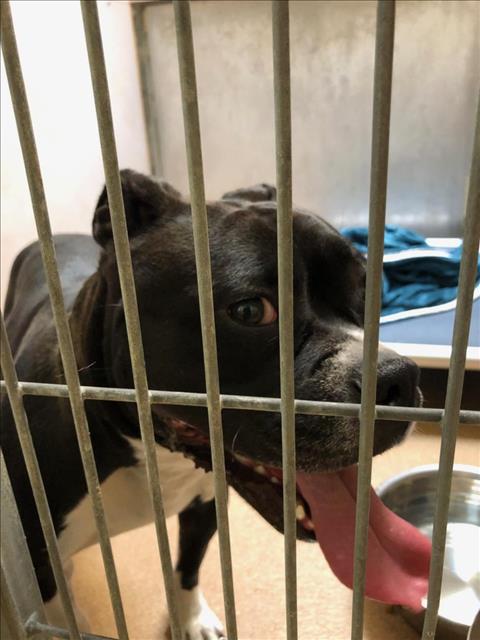 adoptable Dog in Martinez, CA named SHYANNE