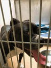 adoptable Dog in martinez, CA named SHYANNE