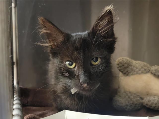 adoptable Cat in Martinez, CA named SEVERUS