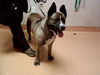 adoptable Dog in  named A1035853