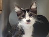 adoptable Cat in Martinez, CA named MINNIE