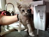adoptable Cat in Martinez, CA named A1036241