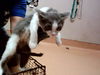 adoptable Cat in Martinez, CA named A1036242