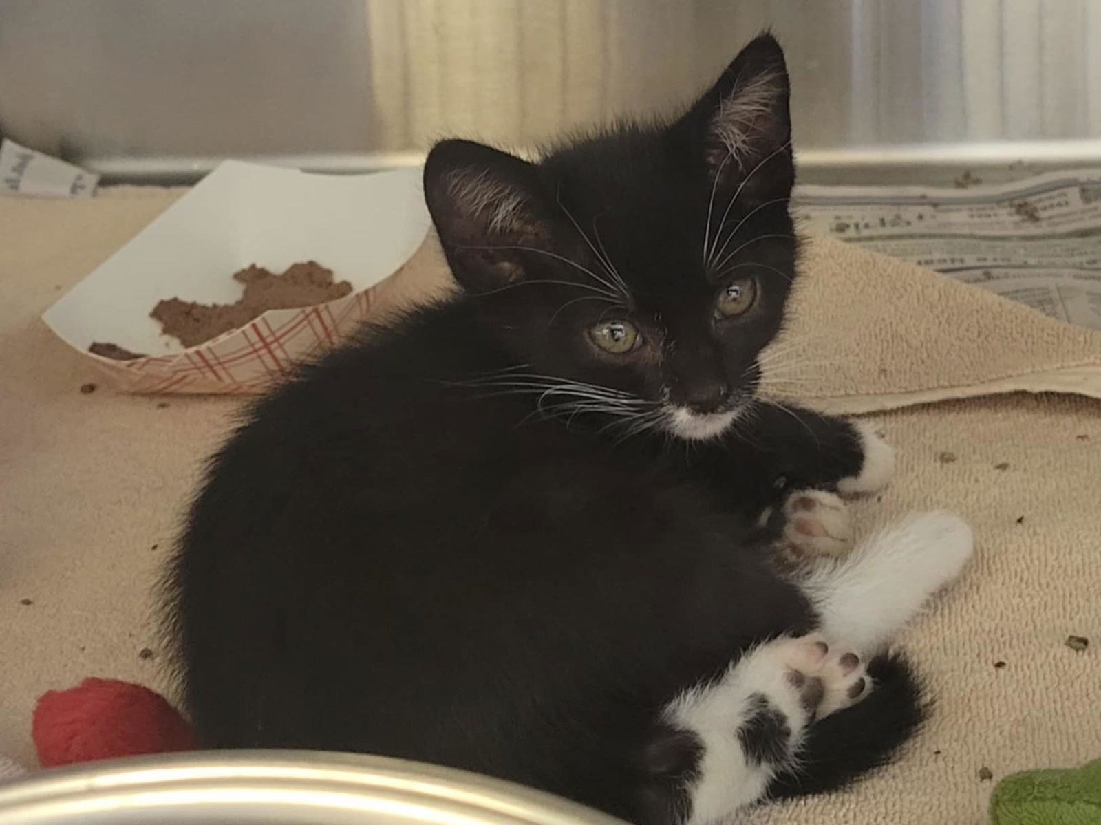 adoptable Cat in Martinez, CA named A1035555