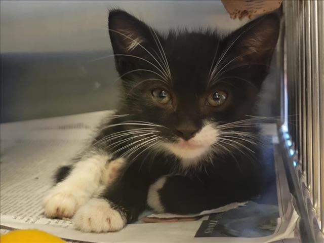 adoptable Cat in Martinez, CA named A1035556