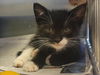 adoptable Cat in  named A1035556