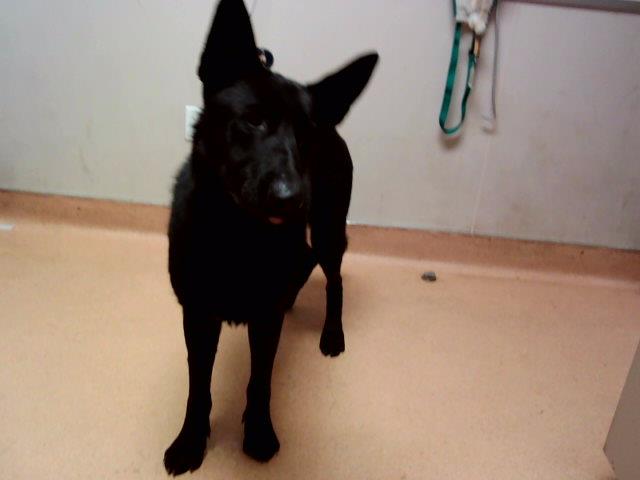 adoptable Dog in Martinez, CA named POWER BOY