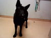 adoptable Dog in  named A1035994