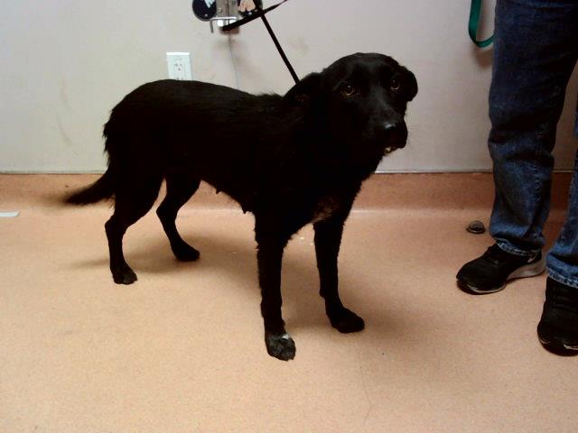 adoptable Dog in Martinez, CA named POWER GIRL