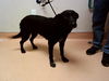 adoptable Dog in  named A1035995