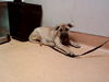 adoptable Dog in  named A1036000