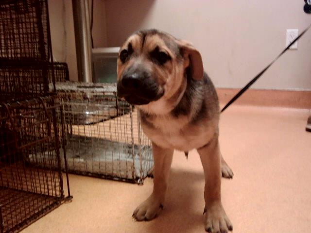 adoptable Dog in Martinez, CA named VITO