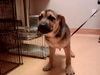 adoptable Dog in  named A1036001