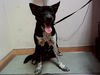 adoptable Dog in  named VIVI