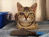 adoptable Cat in  named ME-YOU